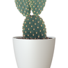 Pot de fleurs San Remo Blanc mat Ø6 x H6 cm Pot de fleurs San Remo Blanc mat Ø6 x H6 cm