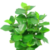 Plante artificielle Clusia 45 cm Plante artificielle Clusia 45 cm