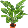 Kunstplant Calathea Makoyana 60 cm Kunstplant Calathea Makoyana 60 cm