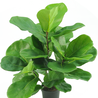 Kunstplant Tabaksplant Fiddle Leaf 45 cm Kunstplant Tabaksplant Fiddle Leaf 45 cm