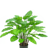 Kunstplant Calathea Makoyana Deluxe 75 cm Kunstplant Calathea Makoyana Deluxe 75 cm