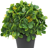 Plante artificielle verte/blanche 21 cm UV Plante artificielle verte/blanche 21 cm UV