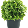 Plante artificielle Murraya 20 cm UV Plante artificielle Murraya 20 cm UV