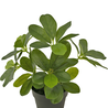 Plante artificielle Schefflera 25 cm Plante artificielle Schefflera 25 cm