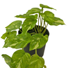 Plante artificielle Scindapsus 25 cm Plante artificielle Scindapsus 25 cm