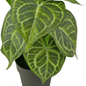 Plante artificielle Anthurium 25 cm Plante artificielle Anthurium 25 cm