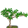 Plante artificielle Bonsai Ficus 40 cm Plante artificielle Bonsai Ficus 40 cm