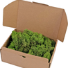 Vert forêt Vert forêt