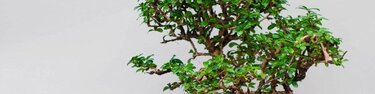 bonsai artificiel
