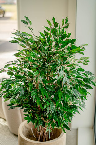 Planta artificial Ficus