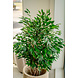 Greenmoods Kunstplant Ficus Liana 120 cm Greenmoods Kunstplant Ficus Liana 120 cm