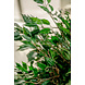 Greenmoods Kunstplant Ficus Liana 120 cm Greenmoods Kunstplant Ficus Liana 120 cm