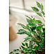 Greenmoods Kunstplant Ficus Liana 120 cm Greenmoods Kunstplant Ficus Liana 120 cm