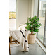 Greenmoods Kunstplant Ficus Liana 120 cm Greenmoods Kunstplant Ficus Liana 120 cm