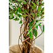 Greenmoods Kunstplant Ficus Liana 180 cm Greenmoods Kunstplant Ficus Liana 180 cm
