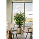 Greenmoods Kunstplant Ficus Tropisch Liana 150 cm Greenmoods Kunstplant Ficus Tropisch Liana 150 cm