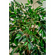 Greenmoods Kunstplant Ficus Tropisch Liana 150 cm Greenmoods Kunstplant Ficus Tropisch Liana 150 cm