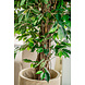 Greenmoods Kunstplant Ficus Tropisch Liana 150 cm Greenmoods Kunstplant Ficus Tropisch Liana 150 cm