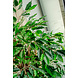 Greenmoods Kunstplant Ficus Tropisch Liana 150 cm Greenmoods Kunstplant Ficus Tropisch Liana 150 cm