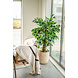 Greenmoods Kunstplant Ficus Tropisch Liana 150 cm Greenmoods Kunstplant Ficus Tropisch Liana 150 cm