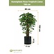 Greenmoods Kunstplant Ficus Tropisch Liana 150 cm Greenmoods Kunstplant Ficus Tropisch Liana 150 cm