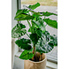 Greenmoods Kunstplant Alocasia 120 cm Greenmoods Kunstplant Alocasia 120 cm