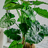 Greenmoods Kunstplant Alocasia 120 cm Greenmoods Kunstplant Alocasia 120 cm