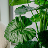 Greenmoods Kunstplant Alocasia 120 cm Greenmoods Kunstplant Alocasia 120 cm