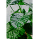 Greenmoods Kunstplant Alocasia 120 cm Greenmoods Kunstplant Alocasia 120 cm
