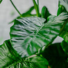 Greenmoods Kunstplant Alocasia 120 cm Greenmoods Kunstplant Alocasia 120 cm
