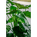 Greenmoods Kunstplant Alocasia 120 cm Greenmoods Kunstplant Alocasia 120 cm