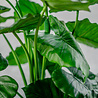 Greenmoods Kunstplant Alocasia 120 cm Greenmoods Kunstplant Alocasia 120 cm
