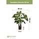 Greenmoods Kunstplant Alocasia 120 cm Greenmoods Kunstplant Alocasia 120 cm