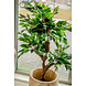 Greenmoods Kunstplant Ficus Crazy 120 cm Greenmoods Kunstplant Ficus Crazy 120 cm