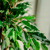 Greenmoods Kunstplant Ficus Crazy 120 cm Greenmoods Kunstplant Ficus Crazy 120 cm