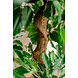 Greenmoods Kunstplant Ficus Crazy 120 cm Greenmoods Kunstplant Ficus Crazy 120 cm