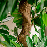 Greenmoods Kunstplant Ficus Crazy 120 cm Greenmoods Kunstplant Ficus Crazy 120 cm