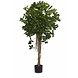 Greenmoods Kunstplant Schefflera klein blad 150 cm Greenmoods Kunstplant Schefflera klein blad 150 cm