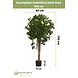 Greenmoods Kunstplant Schefflera klein blad 150 cm Greenmoods Kunstplant Schefflera klein blad 150 cm