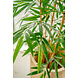 Greenmoods Kunstplant Bamboe 120 cm Greenmoods Kunstplant Bamboe 120 cm