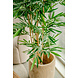 Greenmoods Kunstplant Bamboe 150 cm Greenmoods Kunstplant Bamboe 150 cm