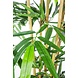 Greenmoods Kunstplant Bamboe 300 cm brandvertragend Greenmoods Kunstplant Bamboe 300 cm brandvertragend