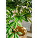 Greenmoods Kunstplant Pachira Braid 115 cm Greenmoods Kunstplant Pachira Braid 115 cm