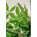 Greenmoods Kunstplant Pachira Braid 115 cm Greenmoods Kunstplant Pachira Braid 115 cm