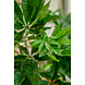 Greenmoods Kunstplant Pachira Braid 115 cm Greenmoods Kunstplant Pachira Braid 115 cm