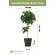 Greenmoods Kunstplant Pachira Braid 115 cm Greenmoods Kunstplant Pachira Braid 115 cm