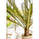 Greenmoods Kunstplant Cycus Palm Deluxe 95 cm Greenmoods Kunstplant Cycus Palm Deluxe 95 cm