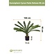 Greenmoods Kunstplant Cycus Palm Deluxe 95 cm Greenmoods Kunstplant Cycus Palm Deluxe 95 cm