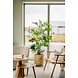 Greenmoods Kunstplant Fishtail Palm 160 cm Greenmoods Kunstplant Fishtail Palm 160 cm