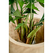 Greenmoods Kunstplant Fishtail Palm 160 cm Greenmoods Kunstplant Fishtail Palm 160 cm